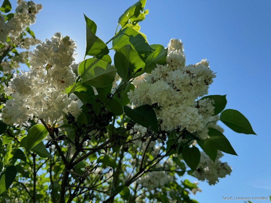 Garten Einfamilienhaus Isernhagen / Hohenhorster Bauerschaft