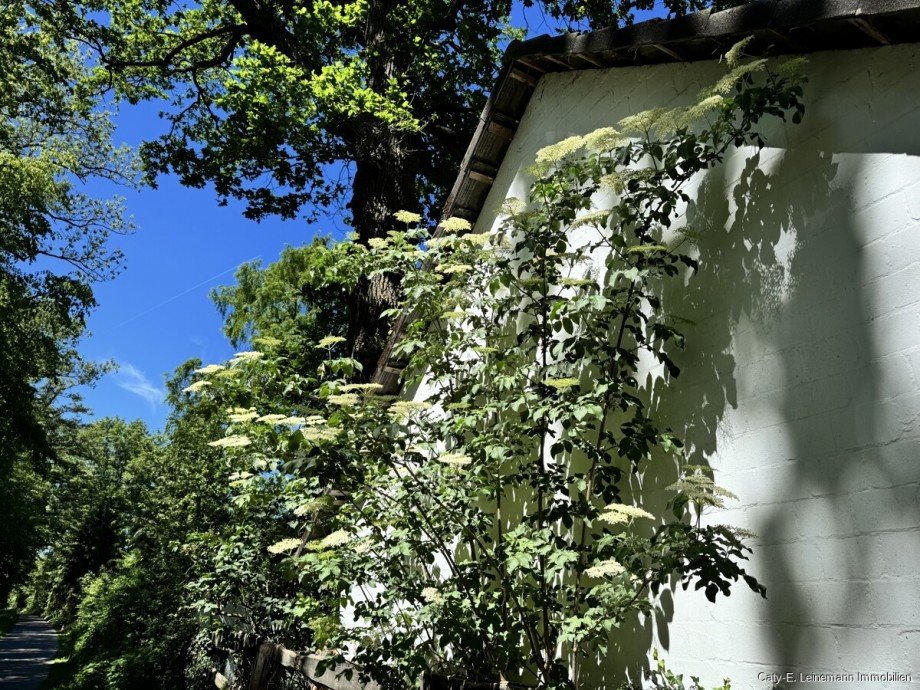 Impression Garten Haus Isernhagen / Hohenhorster Bauerschaft